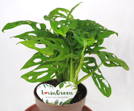 Monstera adansonii,pflegeleichte Kletterpflanze,Zimmerpflanze,30cm hoch