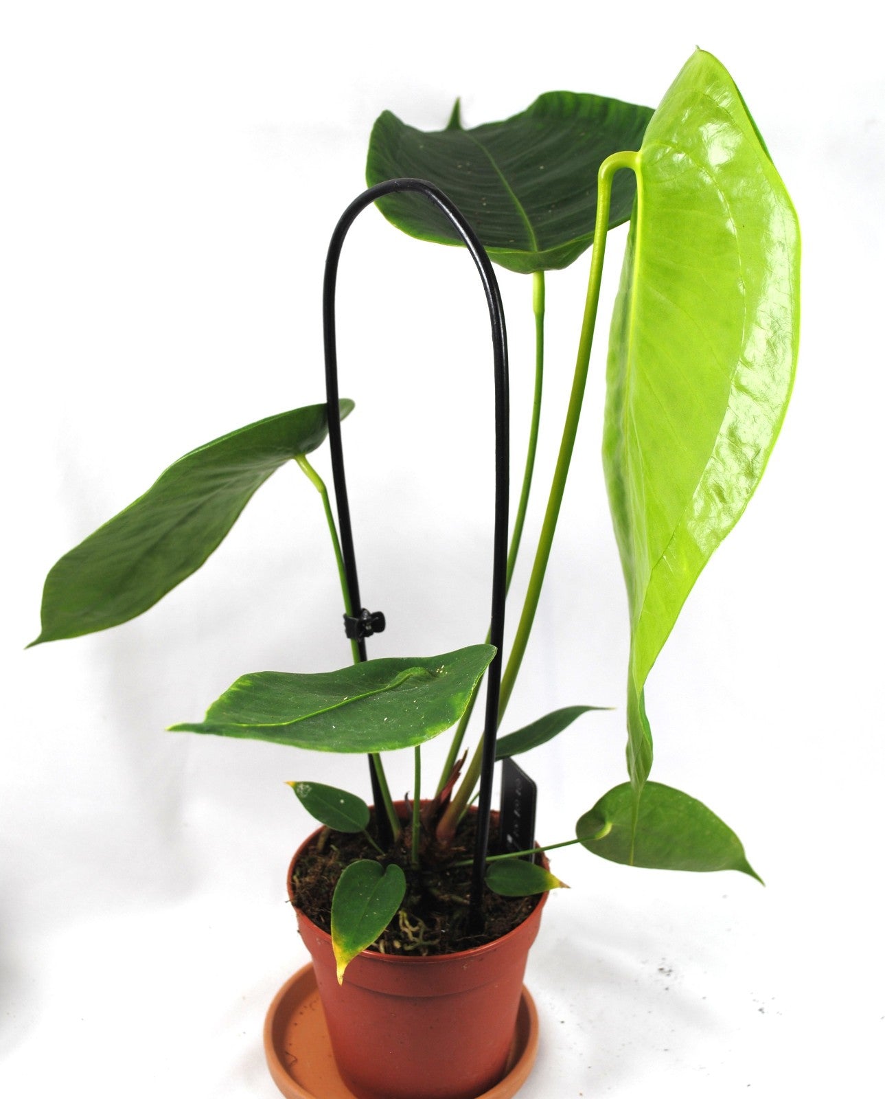 Anthurium scherzerianum - Flamingoblume - seltene Zimmerpflanze - 50 cm hoch