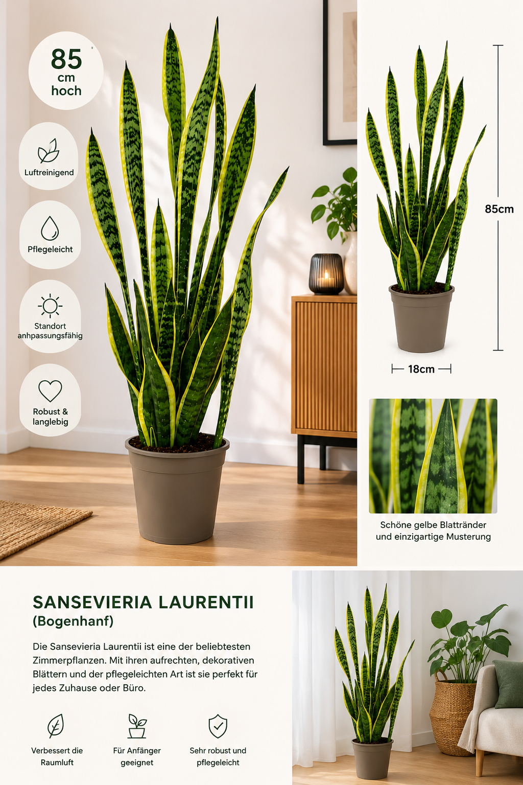Bogenhanf Sansevieria Laurentii 85cm Zimmerpflanze Luftreinigend Pflegeleicht