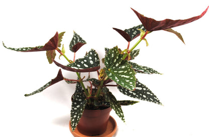 Begonia Maculata – Forellenbegonie – Polka Dot Pflanze –sehr dekorativ,35-40cm