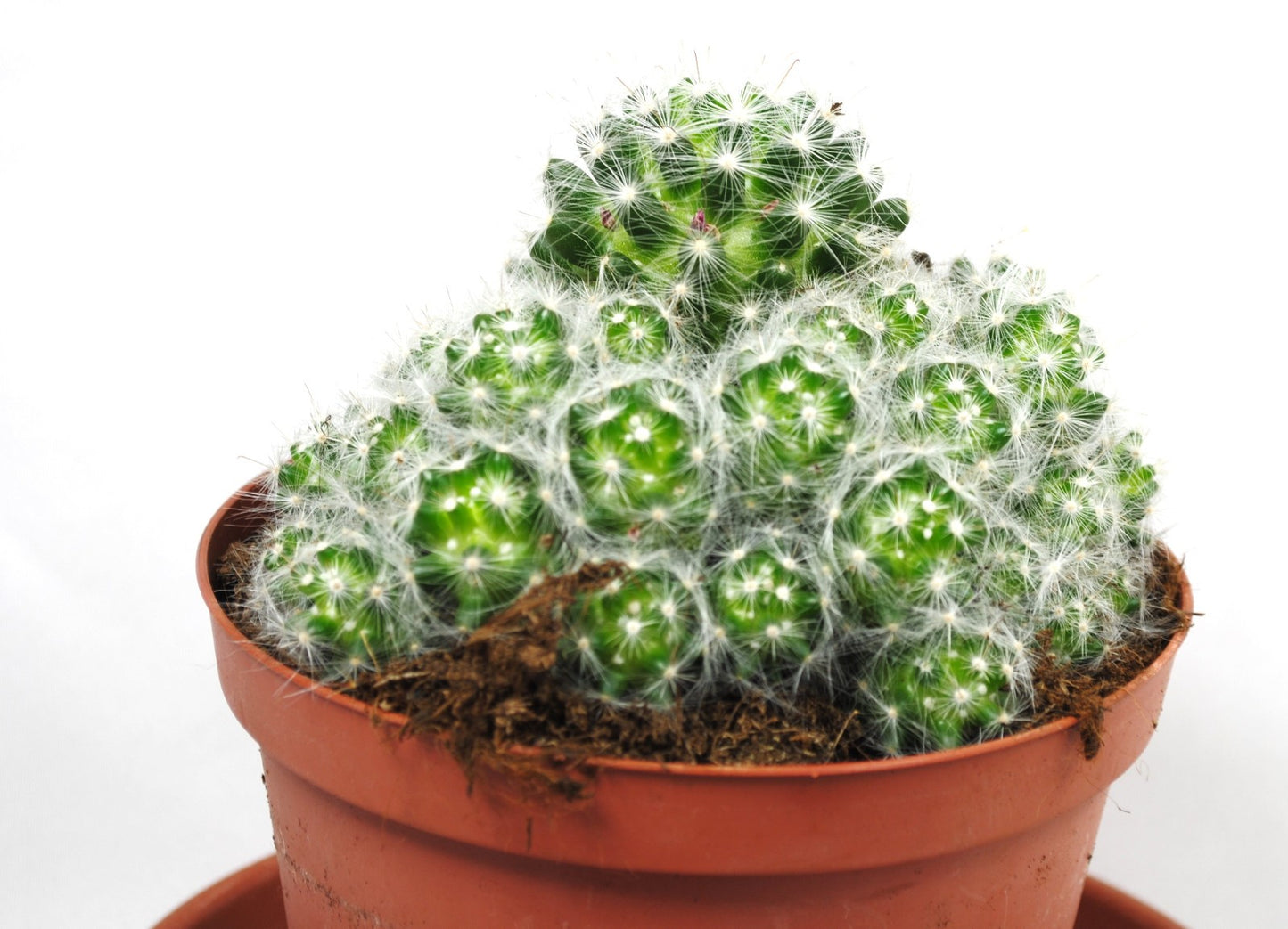 Puderquasten Kaktus Mammillaria bocasana 14cm Topf Seidenhaarkaktus Rarität K 35