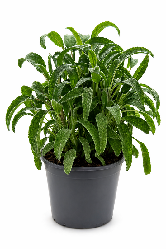 Salbei Kräuter Pflanze im Topf (Salvia) Aromatisches Küchenkraut