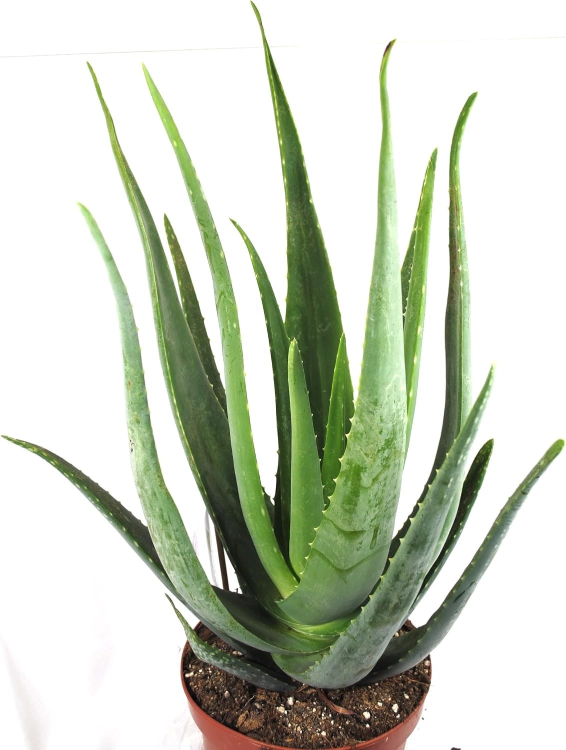 Echte Aloe Vera XXL medizinisch ca.60cm Höhe üppige Pflanzen großer 17er Topf