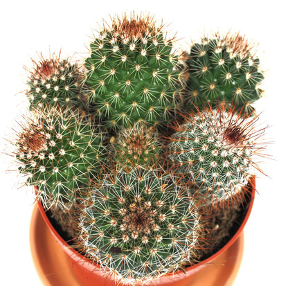 Mammilaria spinosissma rot große Pflanzengruppe 11er Topf Kakteen Sukkulente K 2