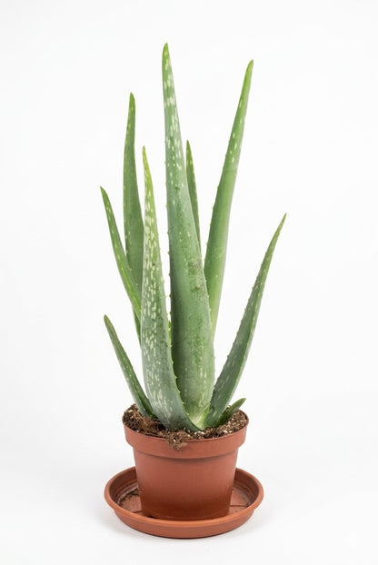 XL Aloe Vera Barbadensis | 45-50cm | Heilpflanze & Bio-Kosmetik | gelhaltig