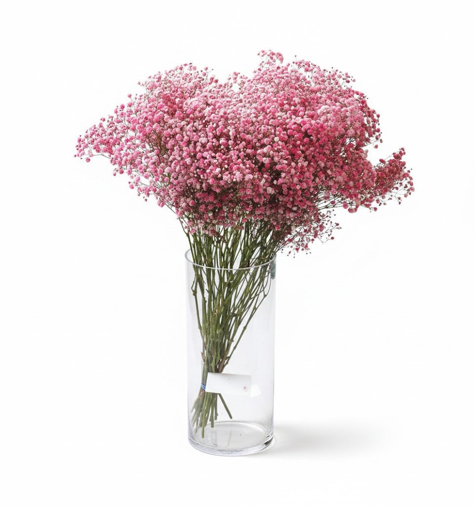 Schleierkraut Strauß XXL 70cm | Frische Blumen | Enormes Volumen | 3 Farben