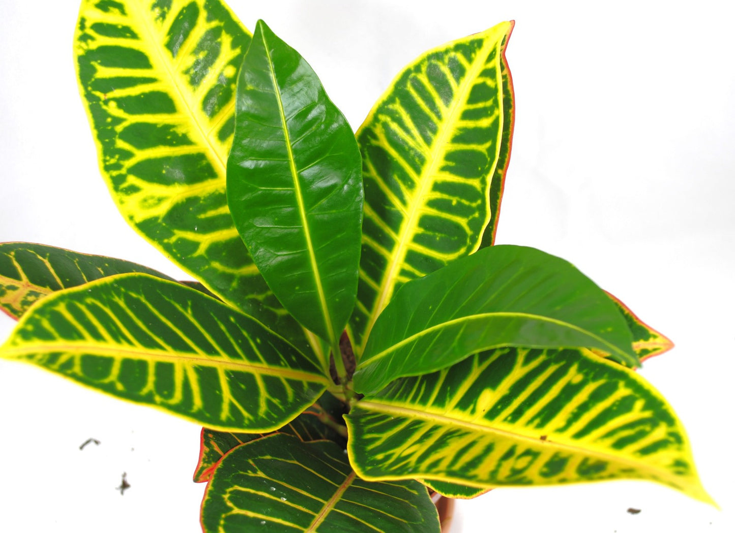 Kroton / Codiaeum variegatum - Kräftige Pflanze ca. 30cm - Exotischer Blickfang