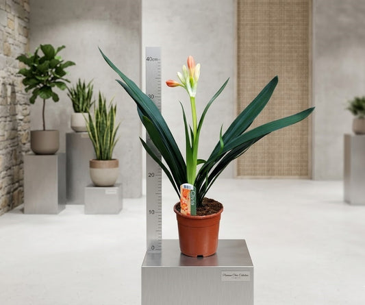 Clivia Miniata - Riemenblatt– ca. 40cm – Blühend/mit Knospe – Zimmerpflanze
