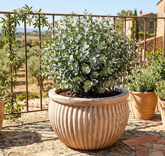 Pflanzkübel Blumentopf antik gestreift Terracotta ,frostfest!3 Größen wählbar
