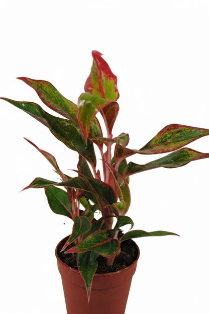 Aglaonema Buntblättriger Kolbenfaden tolle Sorten 9cm ca. 25-30cm hoch