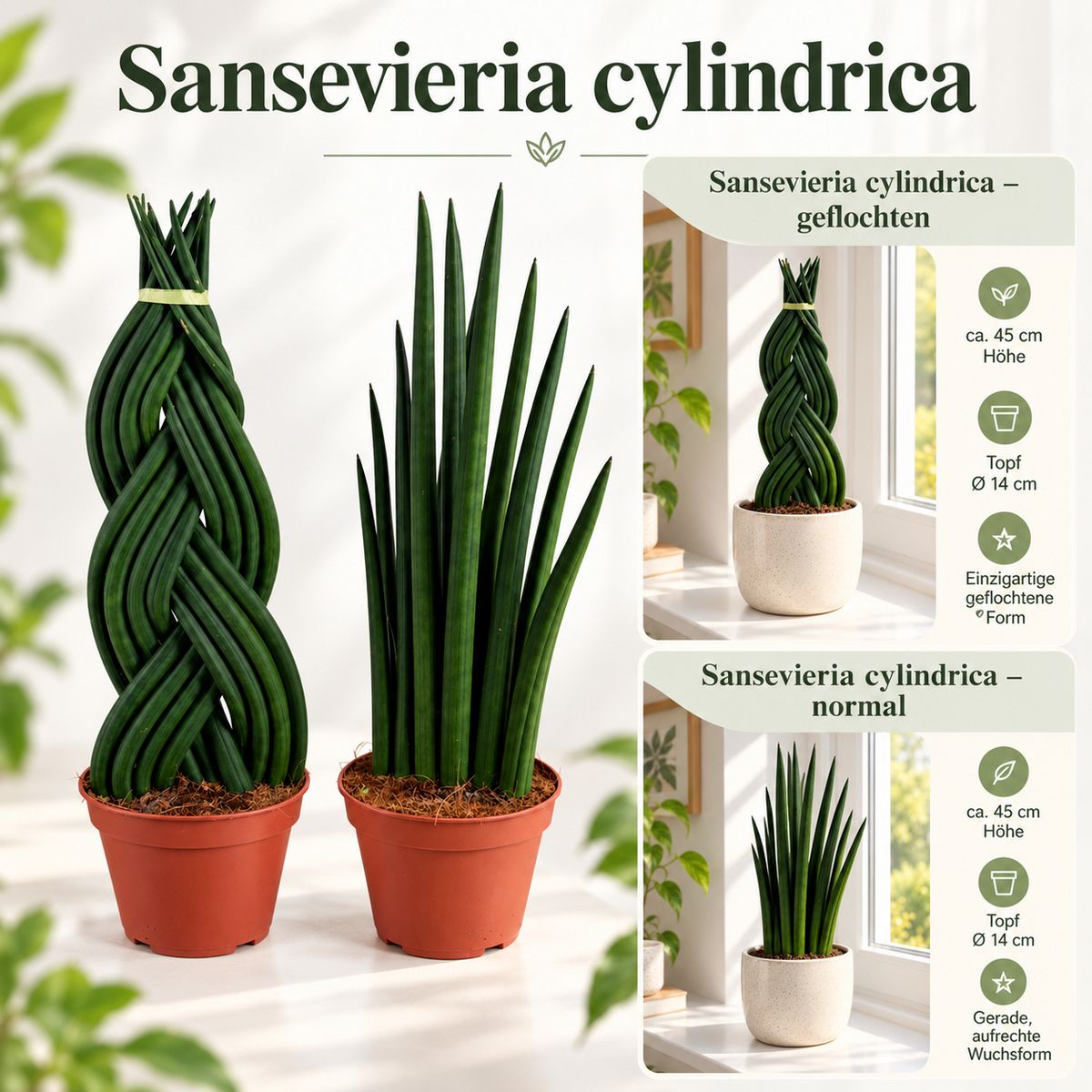 Sansevieria Cylindrica ca. 45 cm Bogenhanf Zimmerpflanze Gerade & Geflochten