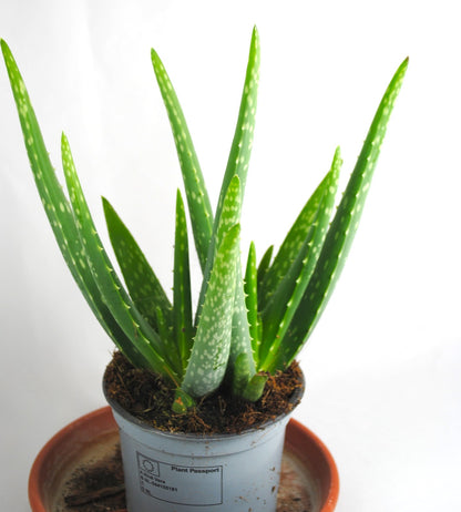 Echte Aloe Vera medizinisch ca.30-35cm üppige Pflanzen im 12er Keramiktopf 2 Farben