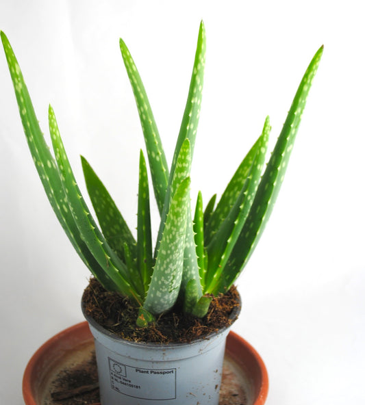 Echte Aloe Vera,medizinisch,ca.30-35cm, üppige Pflanzen im 12er Keramiktopf,2 Farben