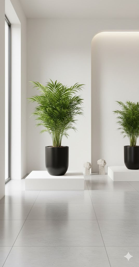 Areca Palme tropische Goldfruchtpalme Madagaskar ca65cm dekorative Zimmerpflanze