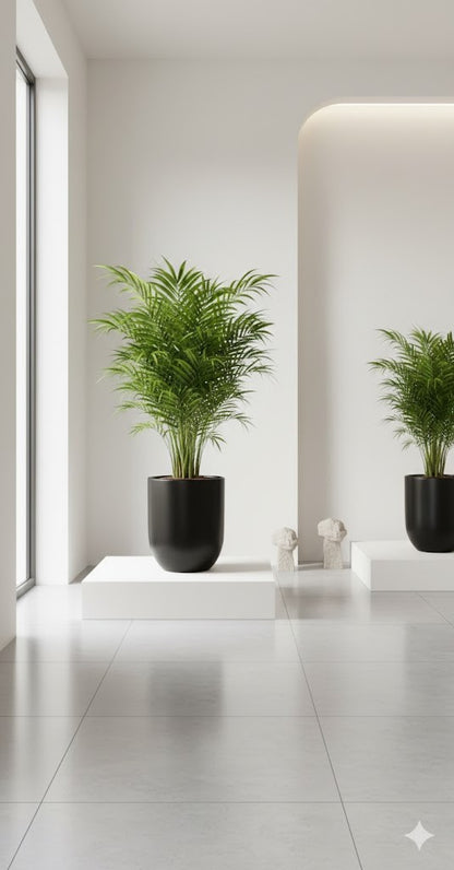 Areca Palme tropische Goldfruchtpalme Madagaskar ca65cm dekorative Zimmerpflanze