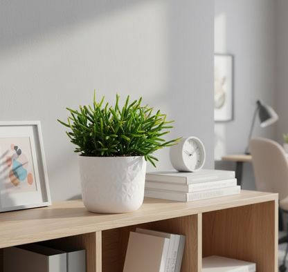 Exotische Rhipsalis – Stachelloser Kaktus –15cm Ø – Top Zustand - pflegeleicht