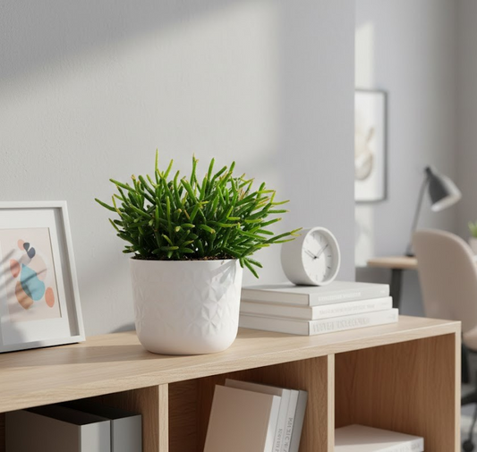 Exotische Rhipsalis – Stachelloser Kaktus –15cm Ø – Top Zustand - pflegeleicht