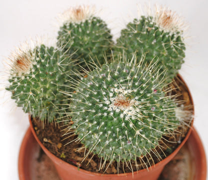 Mammilaria spinosissima 15cm Ø große Pflanzegruppe 14er Topf Kakteen Sukkulente