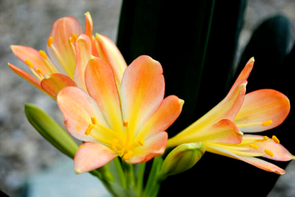 Clivia Miniata - Riemenblatt– ca. 40cm – Blühend/mit Knospe – Zimmerpflanze