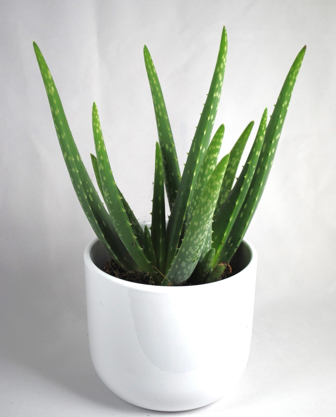 Echte Aloe Vera medizinisch ca.30-35cm üppige Pflanzen im 12er Keramiktopf 2 Farben