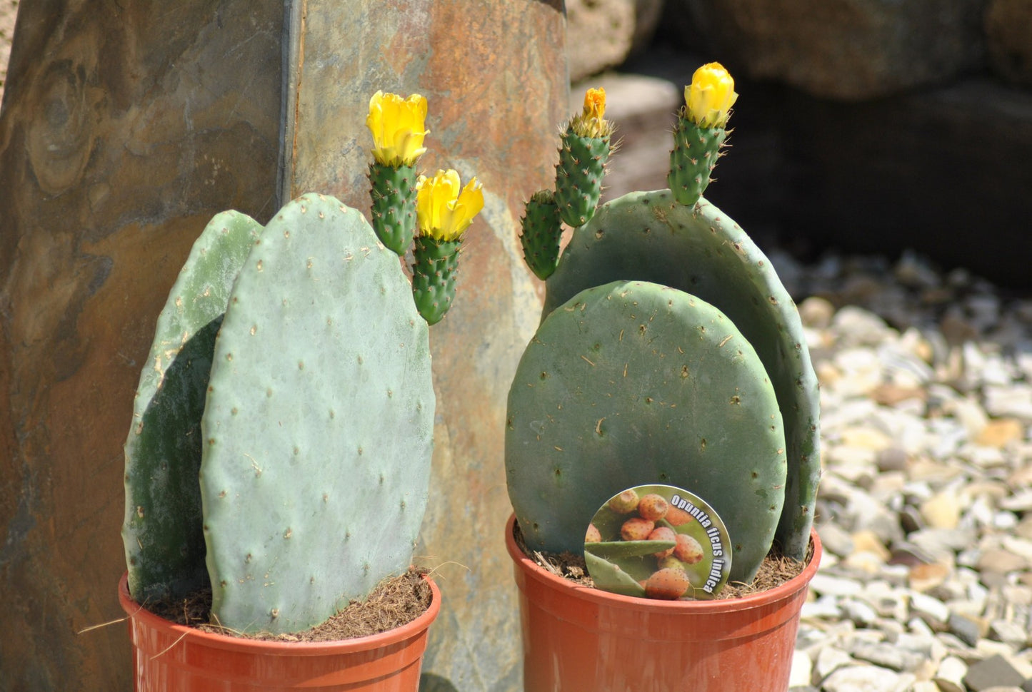 Opuntia ficus indica - Feigenkaktus -  Doppelblatt -  Große Pflanzen - 40cm hoch