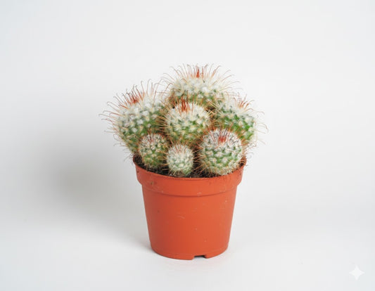 Mammilaria bombycina,üppige Kakteengruppe,5-6 Pflanzen,10er Topf