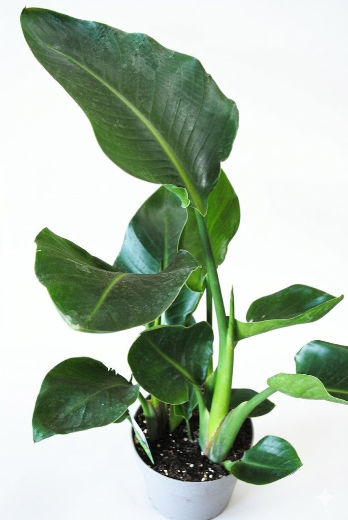 Strelitzia nicolai Paradiesvogelblume – Tropische Zimmerpflanze 35 cm hoch