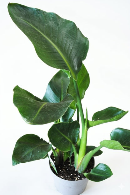 Strelitzia nicolai Paradiesvogelblume – Tropische Zimmerpflanze 35 cm hoch
