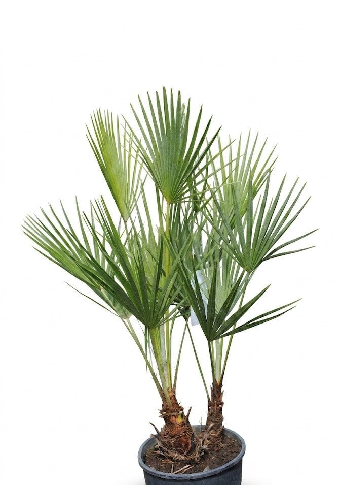Exotische Zwergpalme Chamaerops humilis | 90cm hoch | mehrstämmig - winterhart