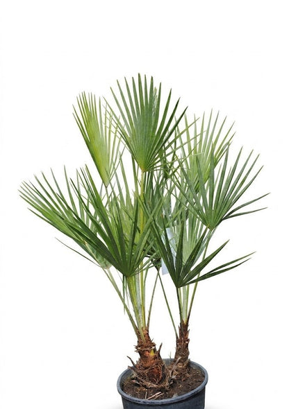 Exotische Zwergpalme Chamaerops humilis | 90cm hoch | mehrstämmig - winterhart