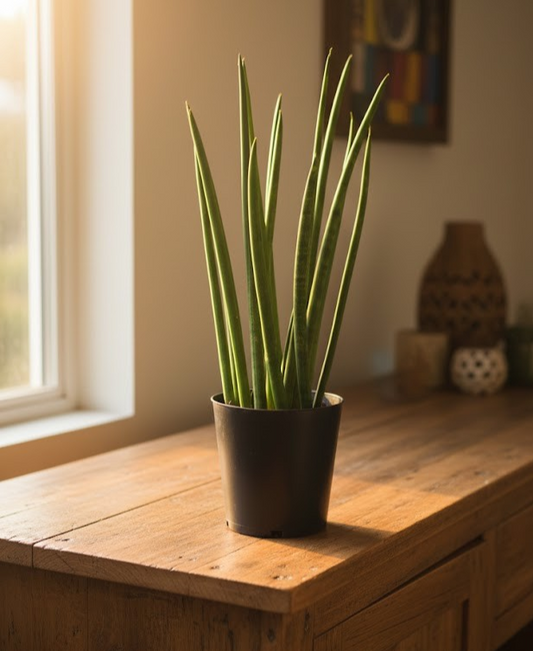 Sansevieria cylindrica,Bogenhanf,pflegeleicht Zimmerpflanze,ca.35cm hoch