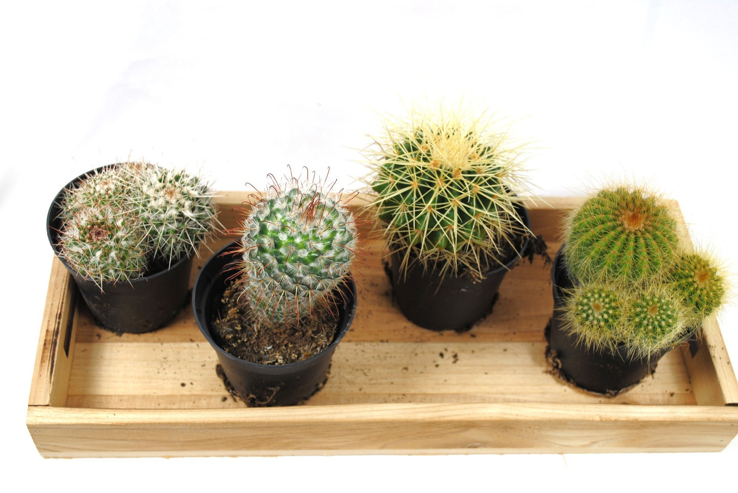 Kakteensortiment 4 Töpfe Echinocactus Parodia Mammilaria jeweils im 9er Topf