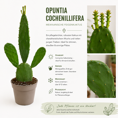Mexikanischer Feigenkaktus Opuntia Cochenillifera ca. 45cm Kaktus Sukkulente