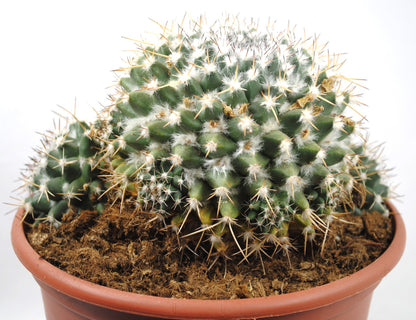 Mammillaria karwinskiana Warzenkaktus XXL-Kakteengruppe Pflanzen 20er Topf K 25