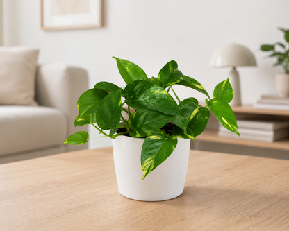 Goldene Efeutute Epipremnum Aureum Zimmerpflanze Grünpflanze ca. 25cm Easy Care