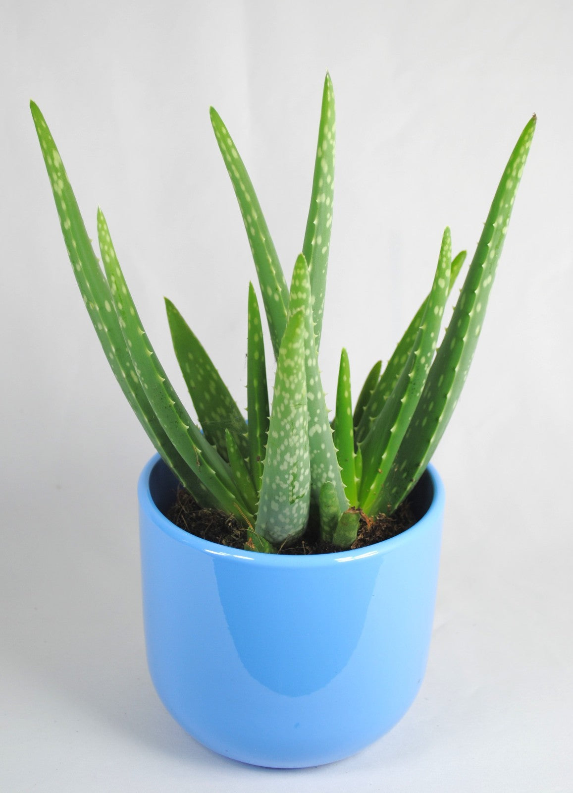 Echte Aloe Vera medizinisch ca.30-35cm üppige Pflanzen im 12er Keramiktopf 2 Farben