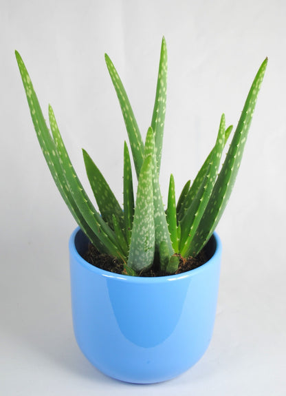 Echte Aloe Vera medizinisch ca.30-35cm üppige Pflanzen im 12er Keramiktopf 2 Farben
