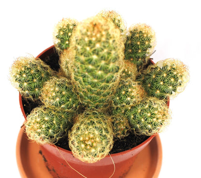 Mammilaria elongata,große Pflanzengruppe,im 12er Topf,Kakteen,Sukkulente,K 1