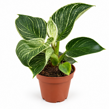 Philodendron Birkin ca. 30 cm Zimmerpflanze weiß-grün gestreift pflegeleicht