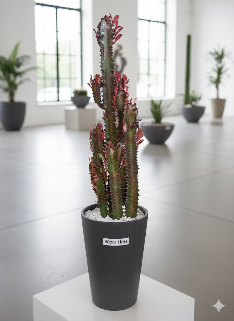 Euphorbia Trigona rubra 80cm hoch- Afrikanischer Milchbaum Sukkulente 17cm Topf