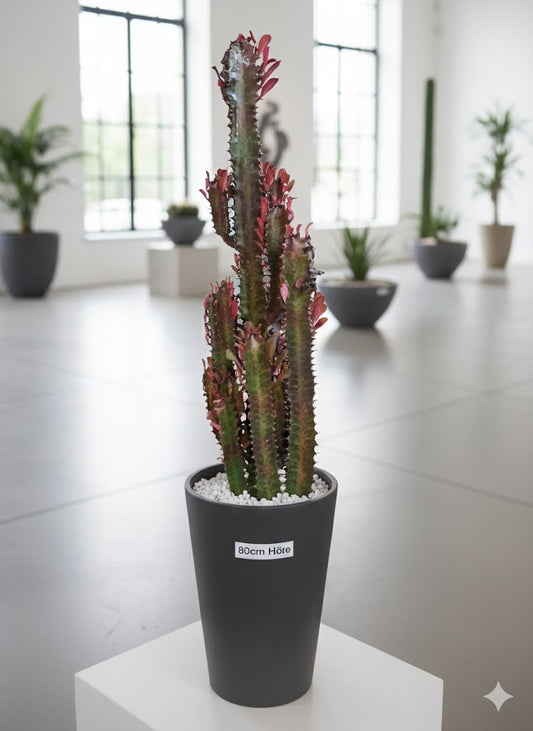 Euphorbia Trigona rubra 80cm hoch- Afrikanischer Milchbaum,Sukkulente,17cm Topf