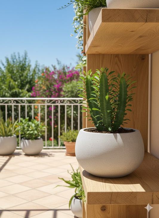 Euphorbia Trigona 20cm hoch- Afrikanischer Milchbaum,Sukkulente, 12cm Topf