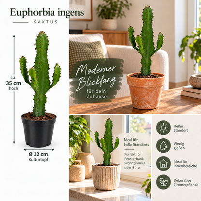 Euphorbia Ingens ca. 35 cm Wolfsmilch Sukkulente Zimmerpflanze pflegeleicht