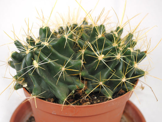 Ferocactus hamatacanthus,15cm Ø,große Pflanze,im 14er Topf,Kakteen,Sukkulente