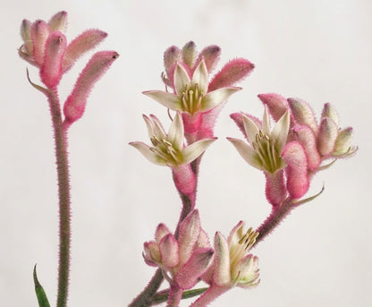 Anigozanthos Känguru-Pfote – Exotische Zimmerpflanze, Rosa Blüten,40cm, Rarität