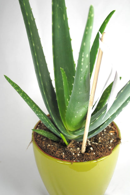 Echte Aloe Vera,medizinisch,ca.45cm, große Pflanzen im 14er Keramiktopf,2 Farben