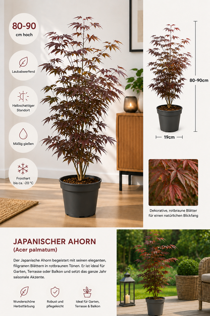 Japanischer Ahorn Roter Zwergahorn Acer palmatum 80-90cm Terrasse Garten Baum