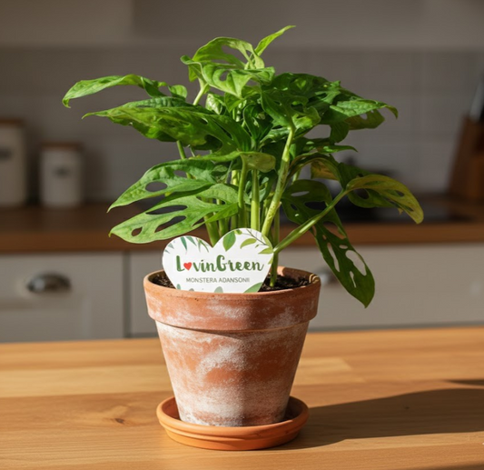 Monstera adansonii,pflegeleichte Kletterpflanze,Zimmerpflanze,30cm hoch