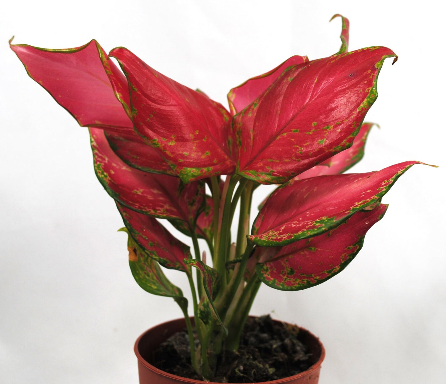 Aglaonema Buntblättriger Kolbenfaden tolle Sorten 9cm ca. 25-30cm hoch