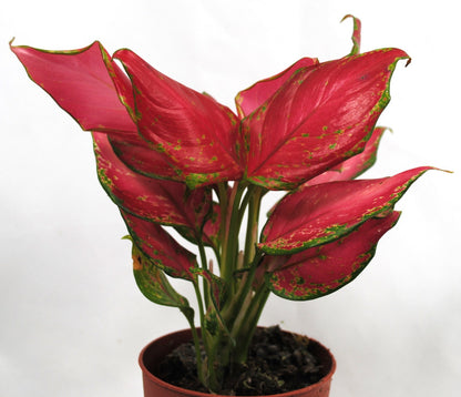 Aglaonema Buntblättriger Kolbenfaden tolle Sorten 9cm ca. 25-30cm hoch